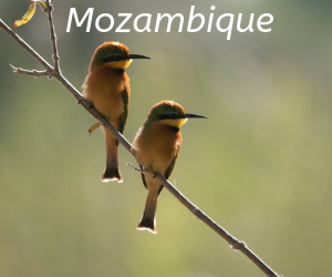 The yellows and greens of two little bee eaters perched on a branch