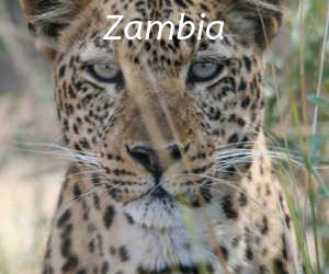 A close up of a leopard from South Luangwa National Park, Zambia