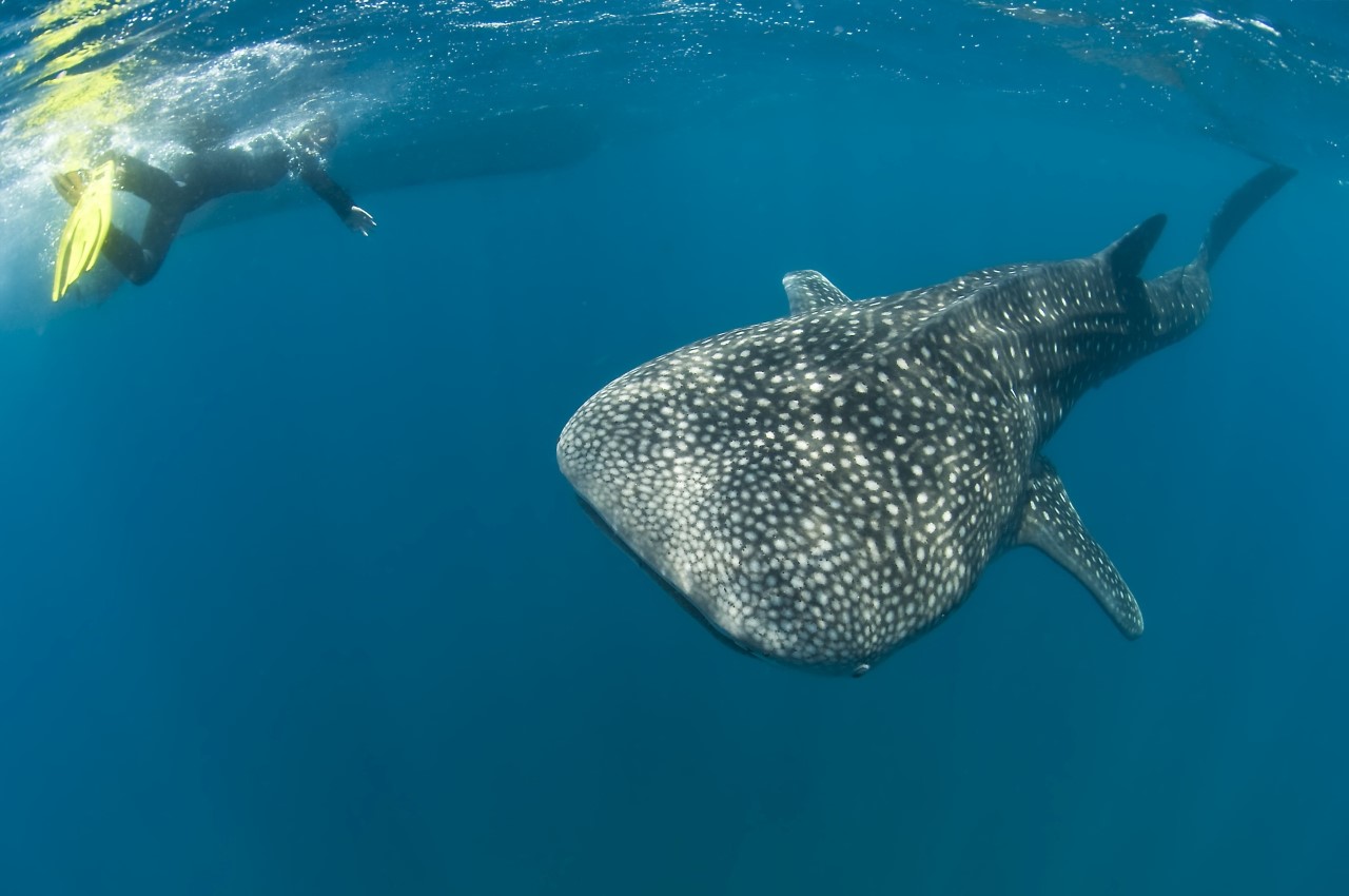 Whale shark Mozambique