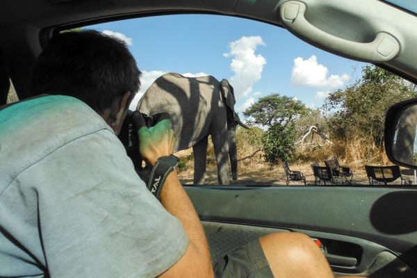 Safari photography