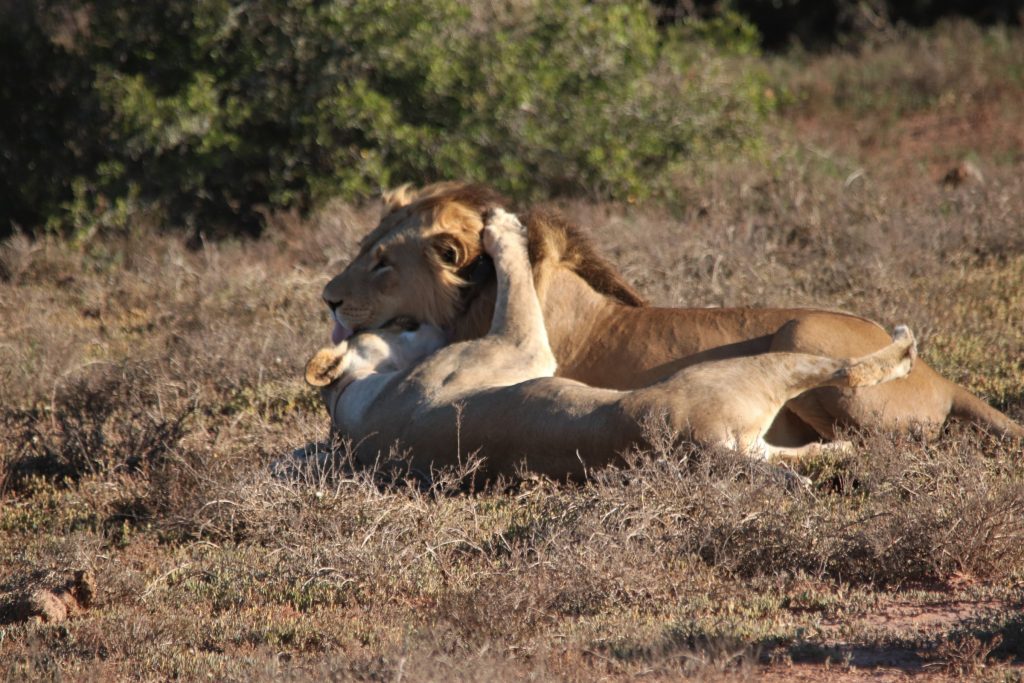 Jack and Jill having a tussle