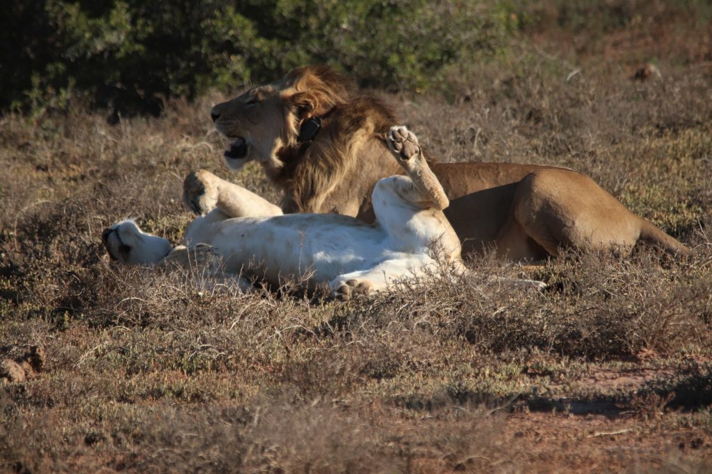 Jack and Jill lazing together in the evening light