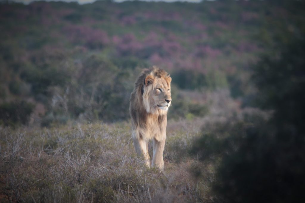 Jack a lion of the Addo Elephant Park