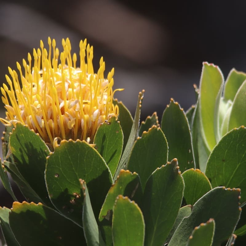 Fynbos flora - Cape Point Self Drive