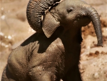 Addo Elephant Park, South Africa