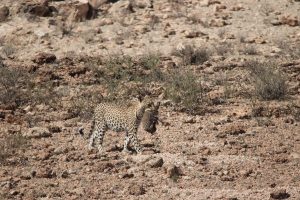 Kgalagadi Transfrontier Park leopards