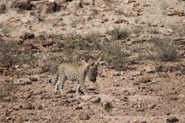 Carrying her cub down the ridge - Kgalagadi Transfrontier Park leopards