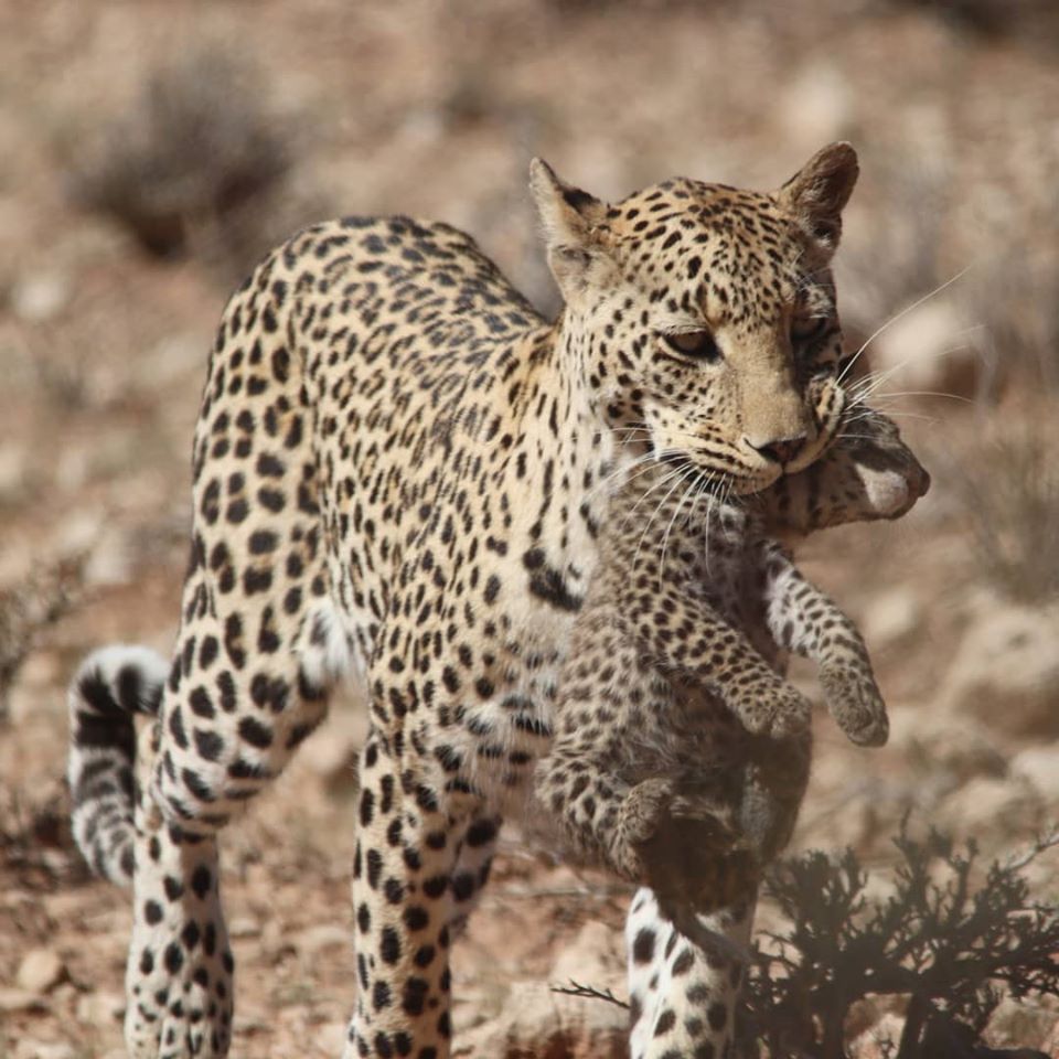 Leopard mum carrying a cub in her mouth -Kgalagadi Transfrontier Park leopards