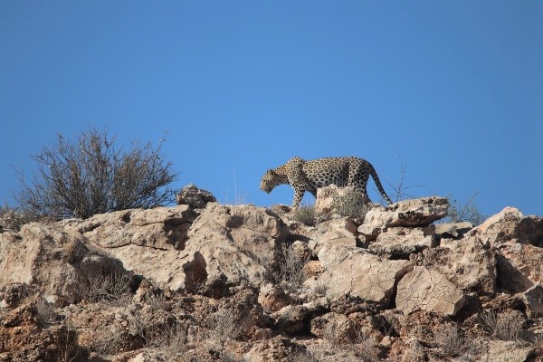 Leopard on top of a calcite ridge in the Kgalgadi Transfrontier Park.