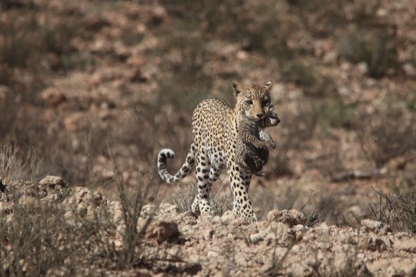 Walking straight towards us carrying her cub in her mouth - Kgalagadi Transfrontier Park leopards
