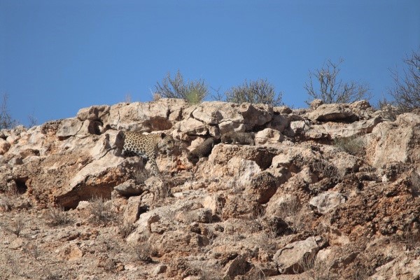 The leopard mum amongst the rocks walking to collect a leopard cub