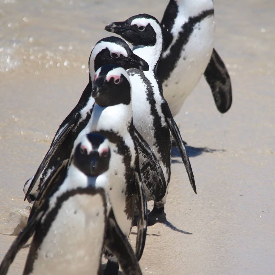 Boulder's Beach penguins - Cape Point self drive