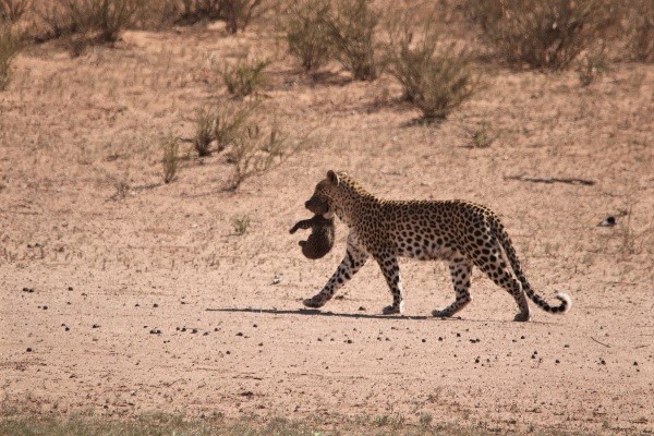 Carrying her cub across the river bed - Kgalagadi Transfrontier Park leopards