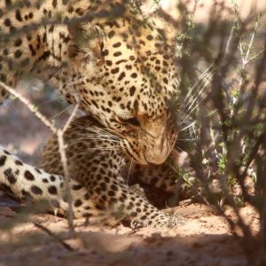 Kgalagadi Transfrontier Park leopards