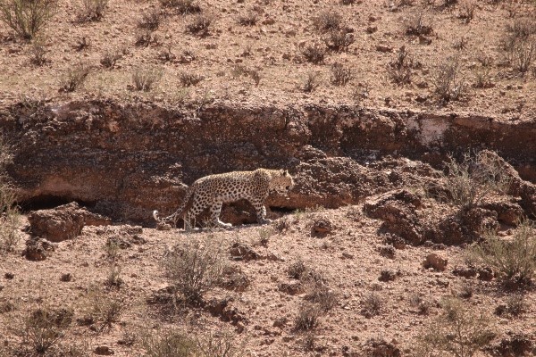 And the leopard heading for a well deserved break