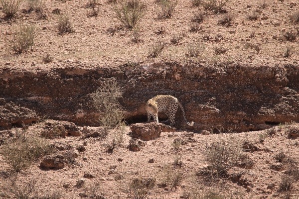 The leopard popping her cub in a cave on the other side of the river