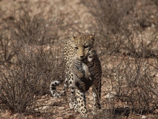 Magic of the Kalahari - amazing sightings