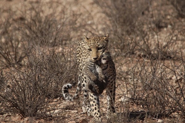 Carrying her cub in her mouth - Kgalagadi Transfrontier Park leopards