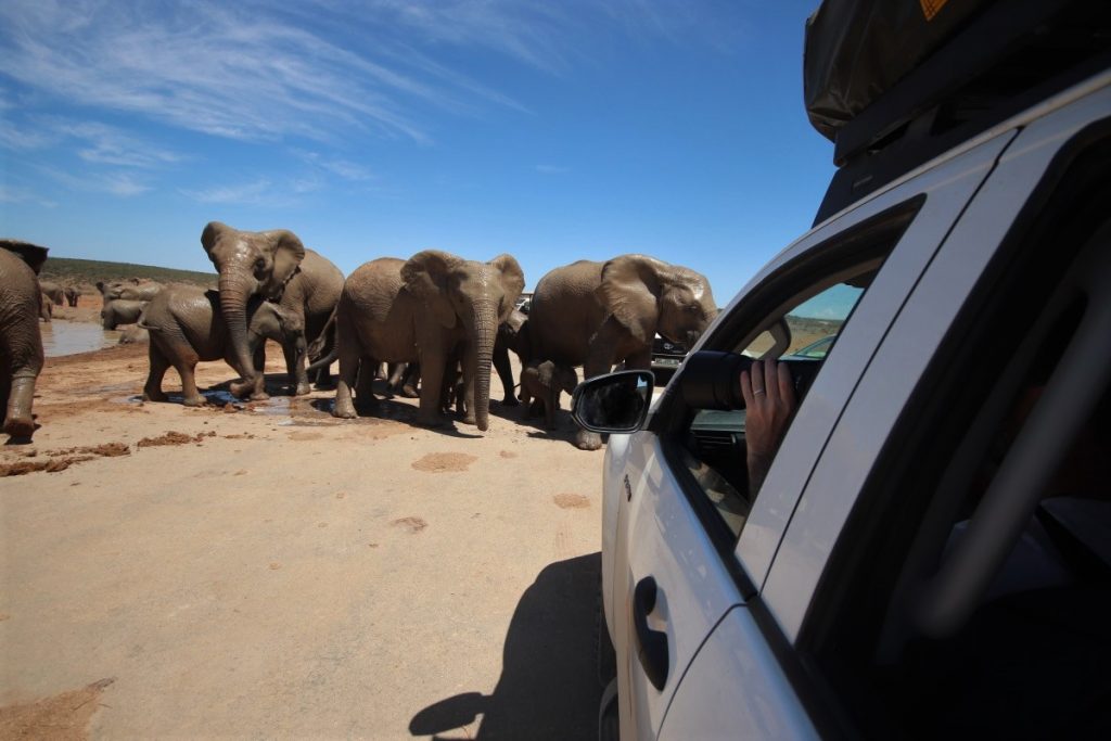 Addo elephants