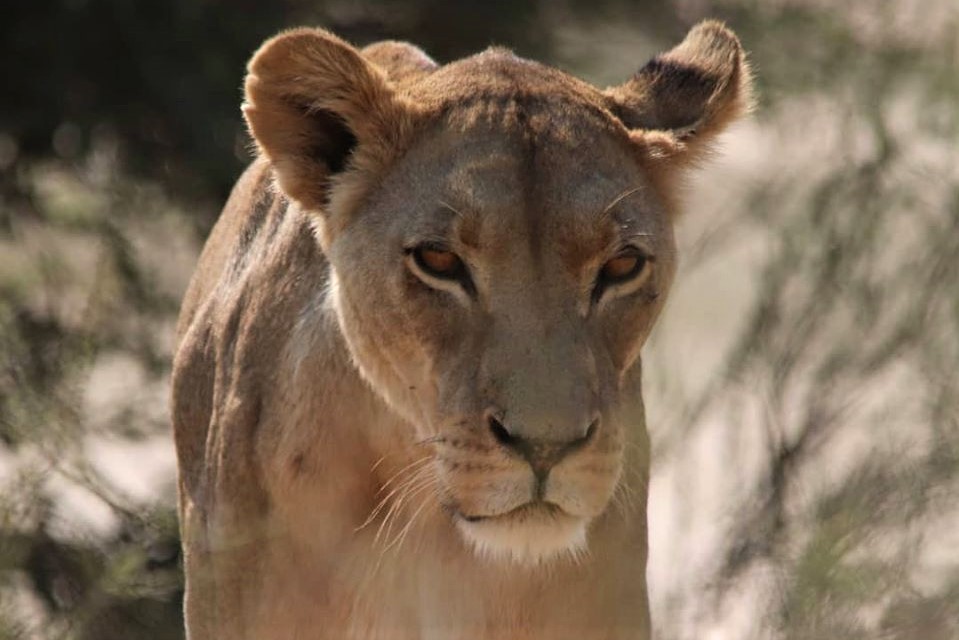 Kgalagadi Transfrontier Park