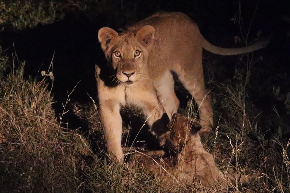 Traveling with kids in southern Africa