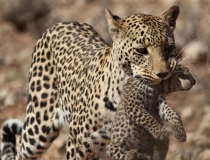 Leopard and cub, Kgalagadi