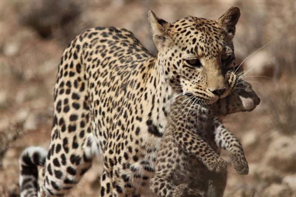 Kgalagadi Transfrontier Park leopards