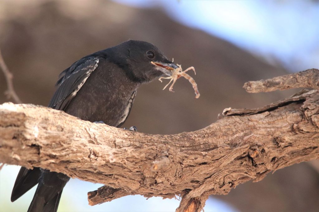 A forked tail drongo with a scorpian in its beak