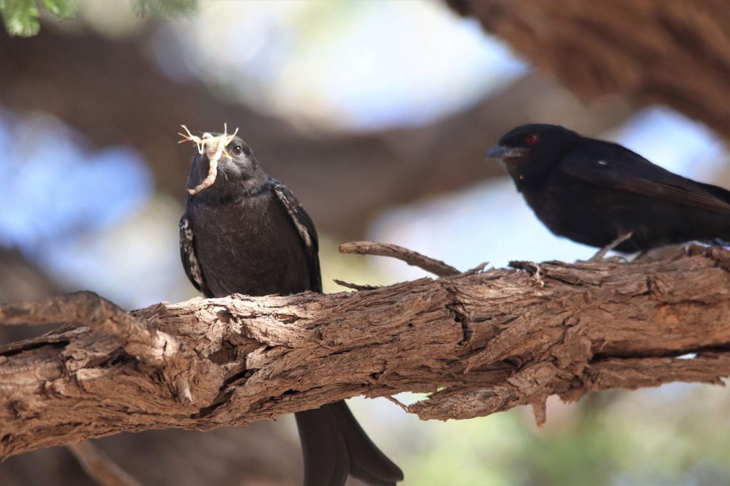 A forked tailed drongo with a scorpian in its beak with its baby looking on