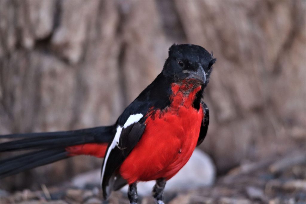 A stunning red-breasted shrike - - seen while camping in the Kgalagdi Transfrontier Park, South Africa