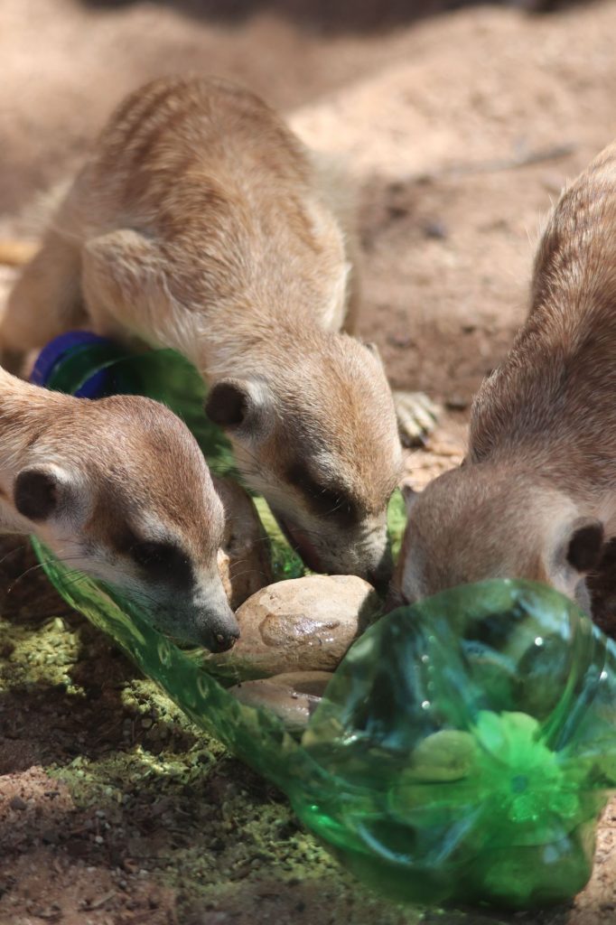 Thirsty meerkats drinking out of a plastic bottle cut in half and left out for them with some water in it - seen while camping in the Kgalagdi Transfrontier Park, South Africa