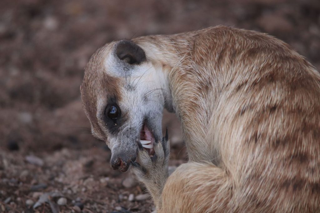 A close up of a meerkat cleaning its back paw with some fearsome looking teeth on show - seen while camping in the Kgalagdi Transfrontier Park, South Africa