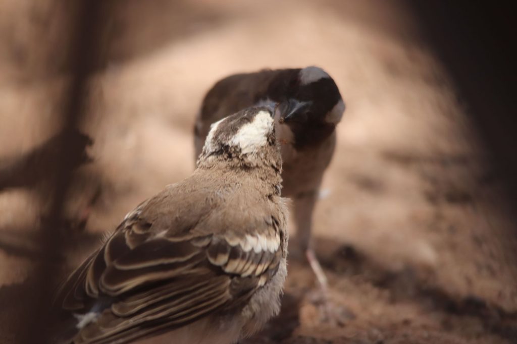 A mum sparrow weaver passing some food over to its baby