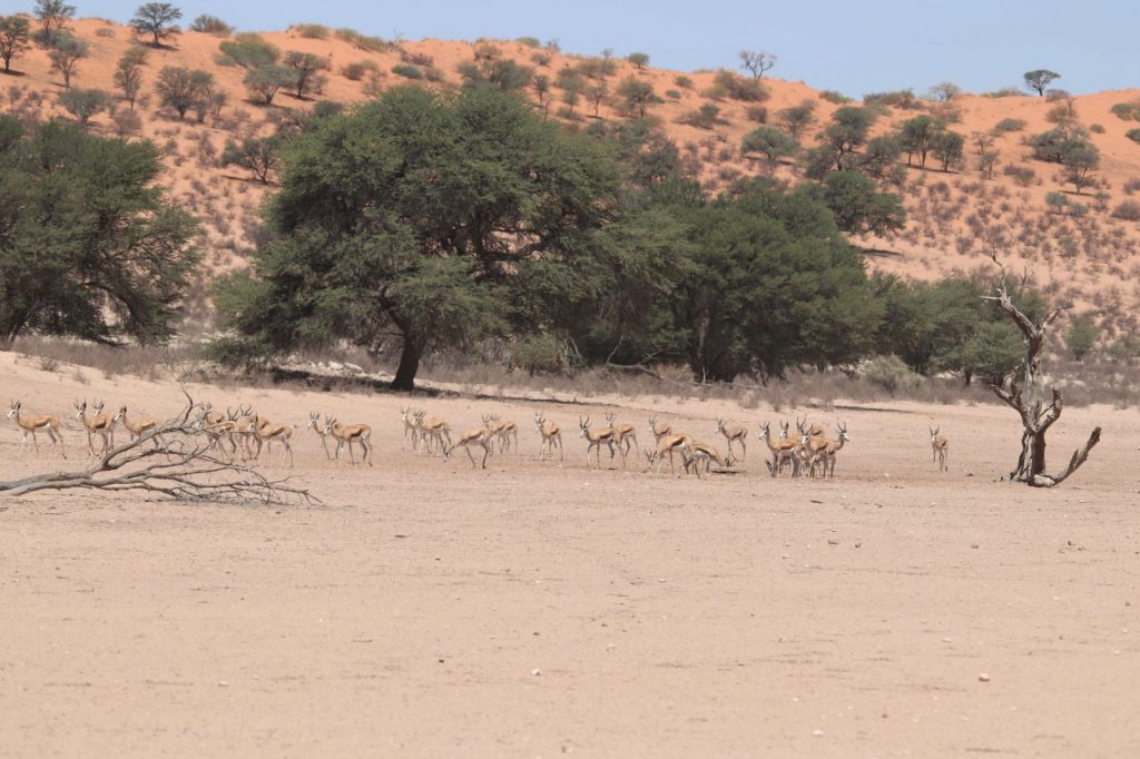 A large herd of springbok walking along the Auob River bed towards the waterhole at Mata Mata - - seen while camping in the Kgalagdi Transfrontier Park, South Africa