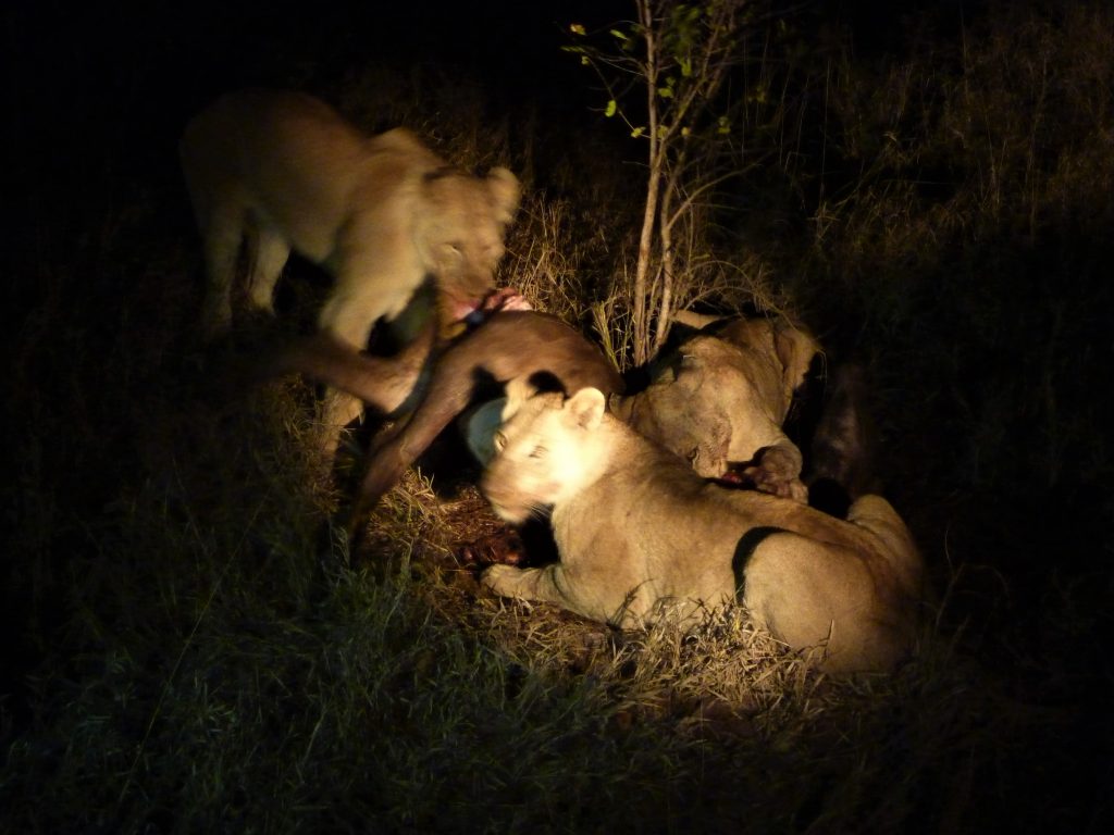 Kruger night drive lions on a kill