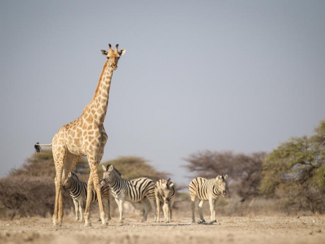 Etosha Magic - Wildlife coming to a waterhole