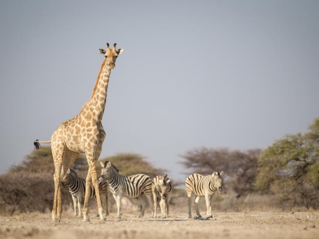 Etosha Magic - Wildlife coming to a waterhole