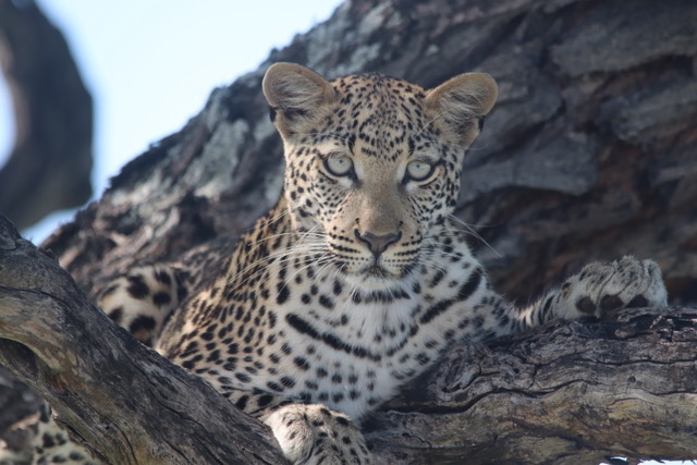 Namibia Wonders, Etosha Leopard