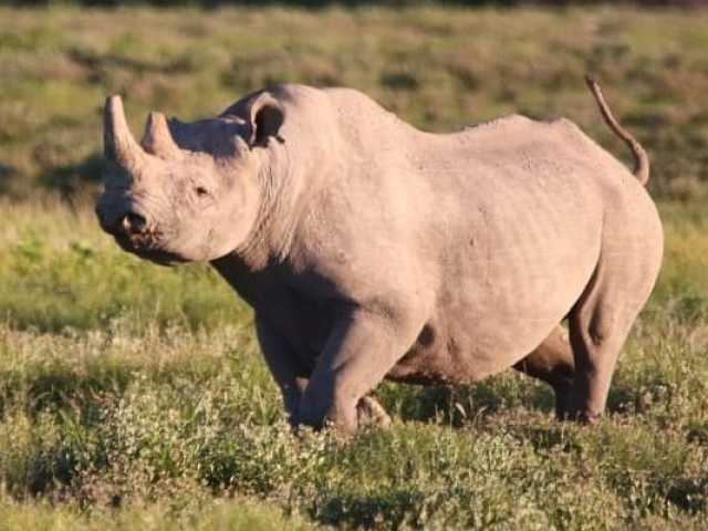 Etosha National Park, black rhino