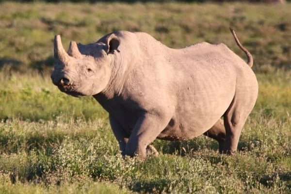 Etosha National Park, black rhino