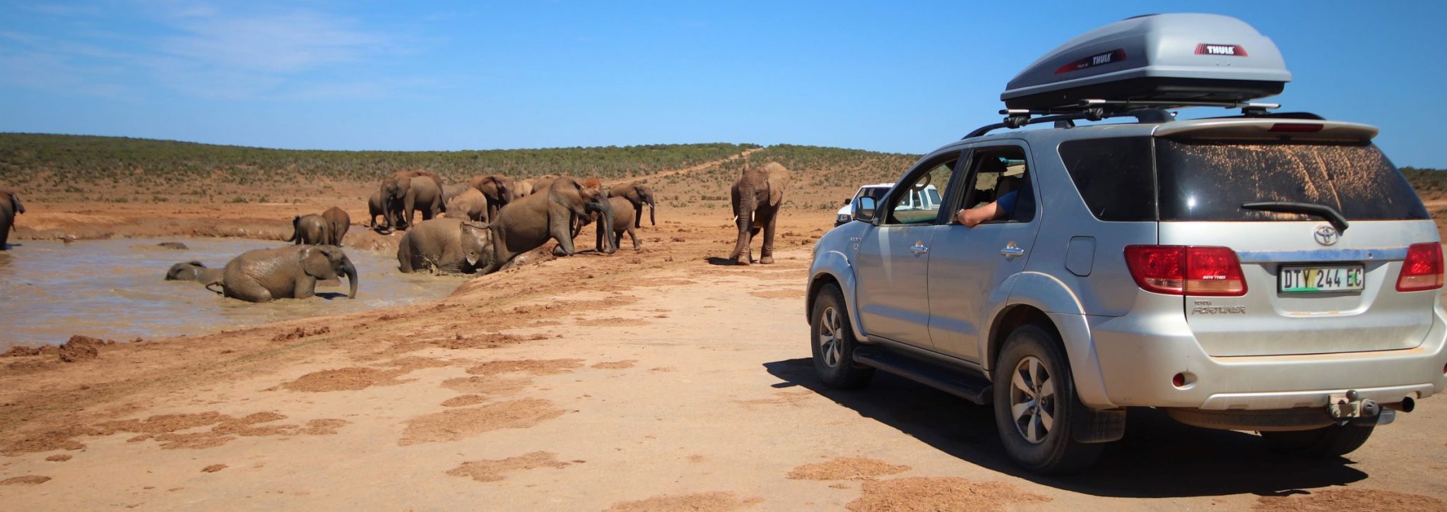 Sitting in a self drive suv watching a fabulous herd of elephant leave a waterhole right in front of the vehicle in Addo Elephant Park, South Africa