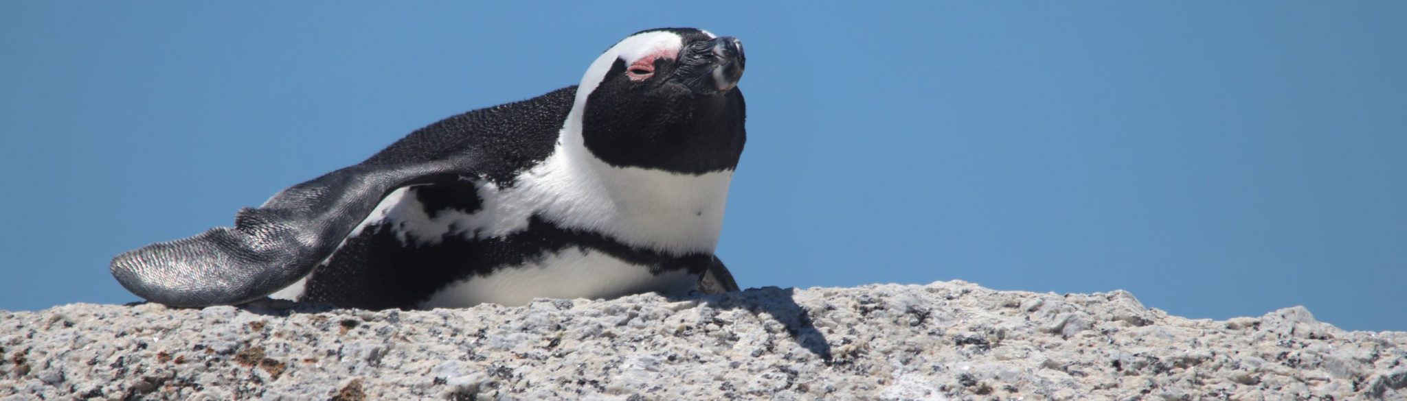 Penguins, Cape Town, South Africa, South Africa Tours and Packages