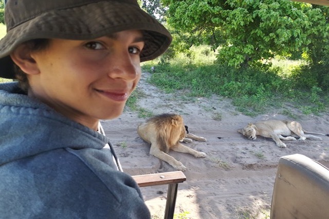 Lion sighting on game drive along the Chobe River!