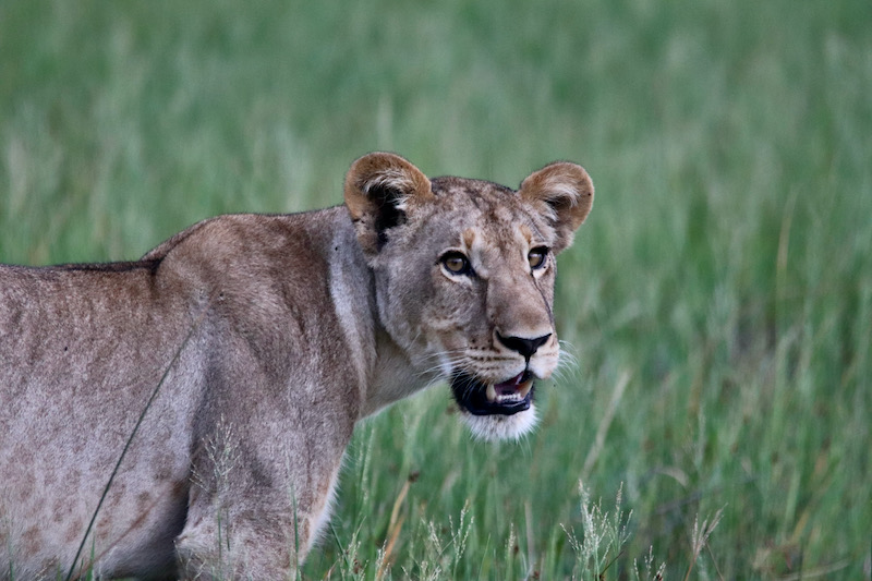 Khwai Lioness, Botswana