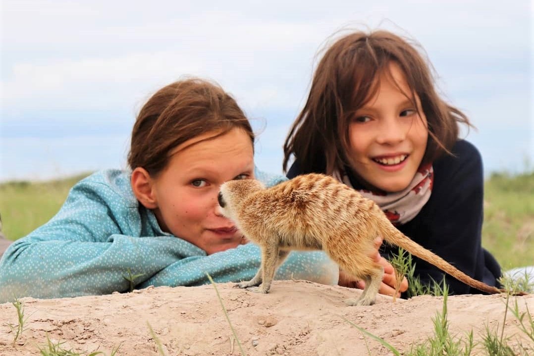 Family Botswana meerkats