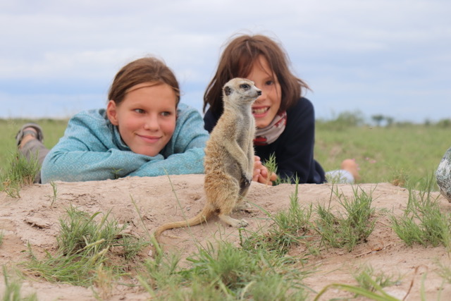 Cut meerkat on a family self-drive Botswana