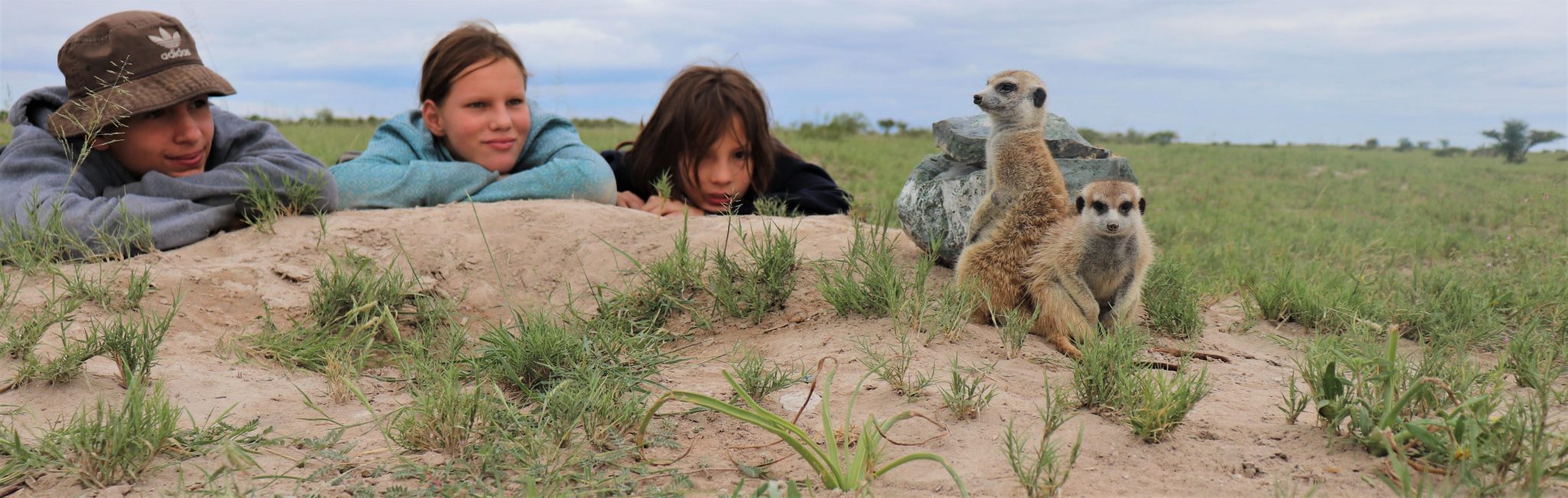 Meerkat activities for children