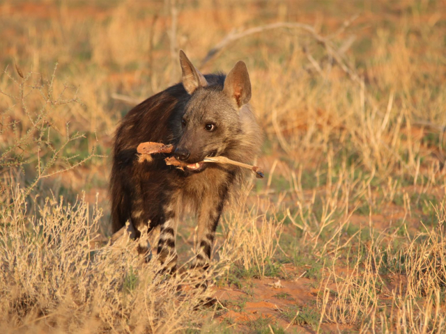 Magic of the Kalahari - desert adapted wildlife (Brown hyena)