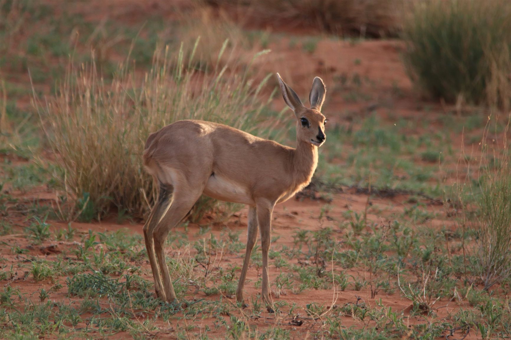 Steenbok, Kgalagadi Transfrontier Park, South Africa