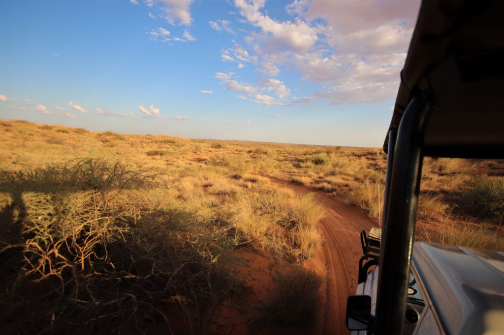 Driving through the Kalahari desert in our open safari vehicle